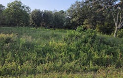 163 Moonlight Drive, Eutawville, SC 29048
