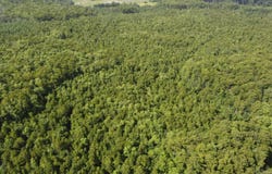 TBD  Vicknair Road, Maurepas, LA 70449