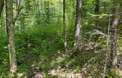 Lot 8 POMEROY LAKE RD, Marenisco, MI 49947