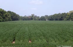 129 Pumpkin Lane, Marksville, LA 71351