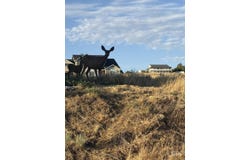 2600 Dove Road (Lot 29 Dove Replat), Clarkston, WA 99403