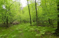 5375 W Deerfield Road, Remus, MI 49340