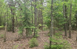 PARCEL A SCOUT ROAD, MEARS, MI 49436