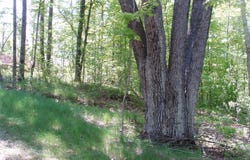 On HWY 169, Mellen, WI 54546