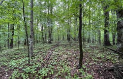 LOT 9 STACEYWOOD CIRCLE, BELLAIRE, MI 49615