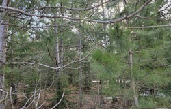 0001 Cedar River Road, Mancelona, MI 49659