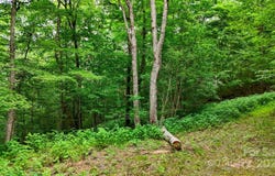 233 Woodland Springs Trail unit: 14, Boone, NC 28607