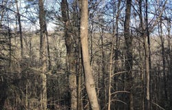 450 Holder Cemetery Rd, Tellico Plains, TN 37385