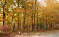 1 Harlan Drive, Watervliet, MI 49098