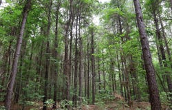 T.B.D. Slay Rd., Olla, LA 71465