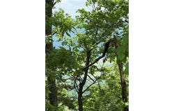 157 HWY, Menlo, GA 30731