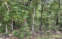 NE 140TH Avenue, Waldo, FL 32694