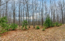 Off JOHNSON LN, Winchester, WI 54557