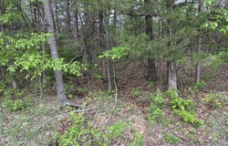 Falling Rock Road, Elkland, MO 65644
