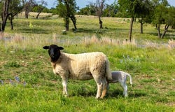Lot 24 Badger Ridge Rd, Fredericksburg, TX 78624