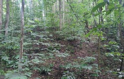 LOT 10 MAGNOLIA DRIVE, FRONT ROYAL, VA 22630