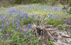 1365 Pedernales Hills RD, Johnson City, TX 78636