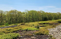 4 Whispering Berries Hill, Liberty, ME 04949