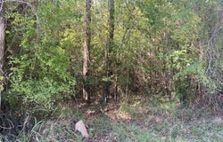 0 Saggus, Crawfordville, GA 30631