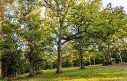 Highway D - Tract 10 (14.4+/- Acres), Eolia, MO 63344