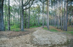 329 County Line Road, Mendenhall, MS 39114
