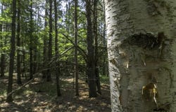 Lot 8 PINE CONE DR, WI 54568