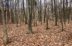 74 Jedware Circle lot: 10-2, Highgate, VT 05459