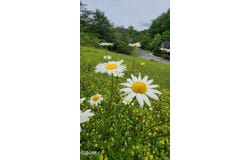 Lot 43 Wedge Tailed Lane Lane, Sevierville, TN 37876