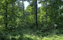 20 acres Brown Deer, Big Bay, MI 49808