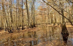 Altman Road, Hampton, SC 29924