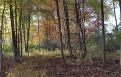 856 Greystone Drive, Chelsea, MI 48118