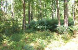 43 Shady Lane, Jackson, GA 30233
