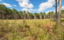 Wolf Road, Pittsburg, TX 75686