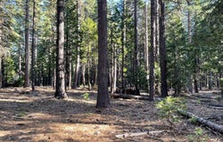 Sierra Parkway, Camp Connell, CA 95223