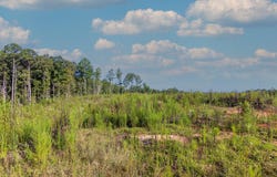 Tract 1 Highway 0036, Woodland, GA 31836