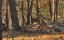 77.45 AC MOUNTAIN COVE, PETERSBURG, WV 26847