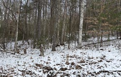 6b2 East Of Roan Creek Road, Butler, TN 37640