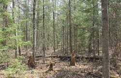 TBD Deerton-Sand Lake Road, Deerton, MI 49822