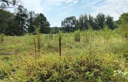 317 HIGH ST, Winthrop, AR 71866