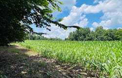 81 Shearer Cemetery Ln, Columbia, KY 42728