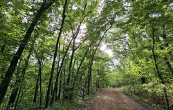 20 Ac Jesse James Road, Pineville, MO 64856