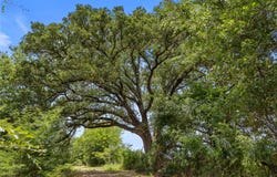 Highway 274, Kemp, TX 75143