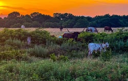 27335 E 1680 County Road, Elmore City, OK 73433