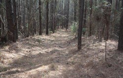 0 Burroughs Road, Greensboro, AL 36744