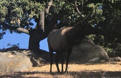 29101 Woodview Court, Tehachapi, CA 93561