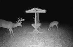 0 Canterbury Rd, Honoraville, AL 36042