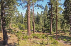 11349 China Camp Road, Truckee, CA 96161