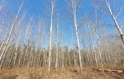 Near KNOWLES RD, Loretta, WI 54896