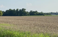 2328 Page Rd Road, Godwin, NC 28344