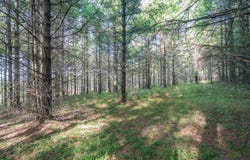10 Pyrite Lane, Davis, WV 26260